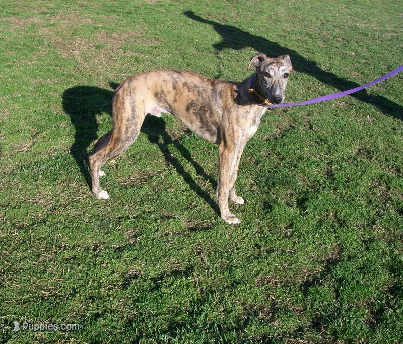 Tigger AKC video taken today