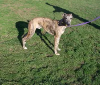 Tigger AKC video taken today, a male Whippet for sale in Owasso, OK – Photo 1 of 10