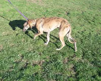 Tigger AKC video taken today, a male Whippet for sale in Owasso, OK – Photo 7 of 10