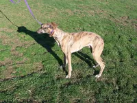 Tigger AKC video taken today, a male Whippet for sale in Owasso, OK – Photo 9 of 10