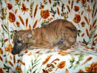 (AKC) BANDIT HOLD, a male Whippet for sale in Owasso, OK – 4 of 7
