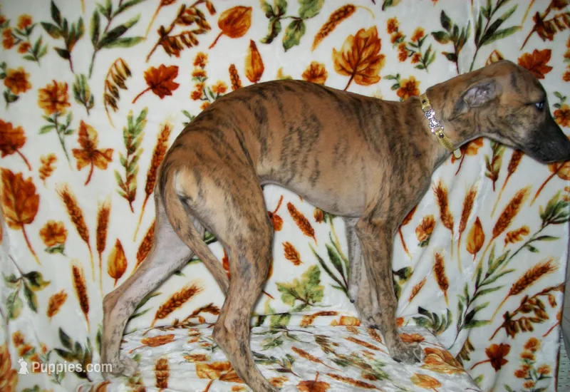 (AKC) BANDIT HOLD – Whippet puppy on hold in Owasso, OK