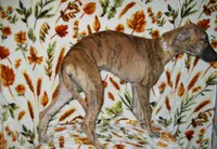 (AKC) BANDIT HOLD, a male Whippet for sale in Owasso, OK – 1 of 7