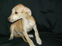 (AKC) BUDDY, a male Whippet for sale in Owasso, OK – 5 of 5