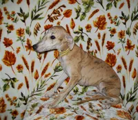 (AKC) BUDDY hold, a male Whippet for sale in Owasso, OK – 5 of 5