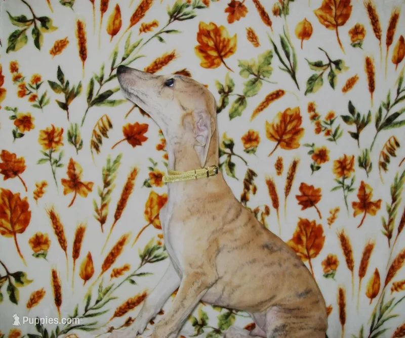 (AKC) BUDDY – Whippet puppy for sale in Owasso, OK
