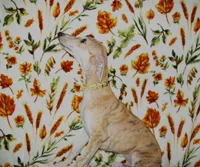 (AKC) BUDDY hold, a male Whippet for sale in Owasso, OK – 1 of 5