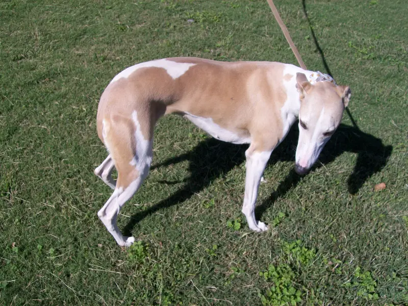 AKC -LULU – Whippet puppy for sale in Owasso, OK