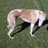 AKC -LULU, a female Whippet for sale in Owasso, OK – Photo 3 of 7