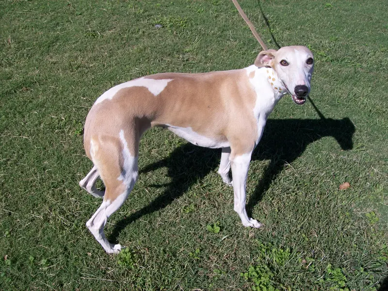 AKC -LULU – Whippet puppy for sale in Owasso, OK