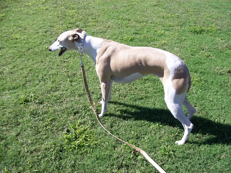 AKC -LULU – Whippet puppy for sale in Owasso, OK