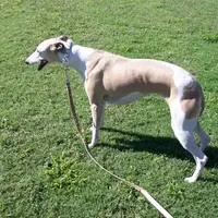 AKC -LULU, a female Whippet for sale in Owasso, OK – Photo 7 of 7