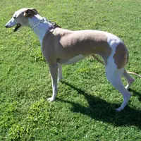 AKC -LULU, a female Whippet for sale in Owasso, OK – Photo 1 of 7