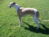 processed/52ddc6e8-84e7-49b7-800c-4d0035b5d16f/listing/e004beb6-c4d6-4bea-a442-675f314e39ef/b355fc97-e259-49ee-9526-25586b6dc440