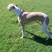 AKC -LULU, a female Whippet for sale in Owasso, OK – Photo 5 of 7