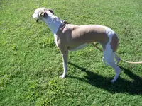 processed/52ddc6e8-84e7-49b7-800c-4d0035b5d16f/listing/e004beb6-c4d6-4bea-a442-675f314e39ef/e1fb472a-39b0-4866-b123-daa9823fb6ba