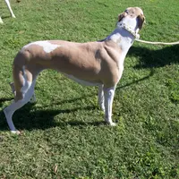 AKC -LULU, a female Whippet for sale in Owasso, OK – Photo 6 of 7