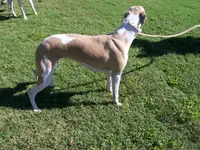 processed/52ddc6e8-84e7-49b7-800c-4d0035b5d16f/listing/e004beb6-c4d6-4bea-a442-675f314e39ef/e25183b3-2482-4447-813b-0ff4f3bbddc1