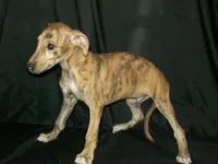 (AKC) FINN, a male Whippet for sale in Owasso, OK – 6 of 9