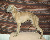 Iris  (AKC), a female Whippet for sale in Owasso, OK – 5 of 7