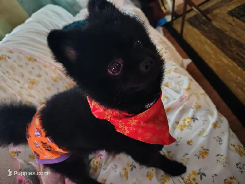 Buddy – Pomeranian puppy for sale in Archer, FL