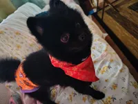Buddy, a male Pomeranian for sale in Archer, FL – Photo 1 of 3