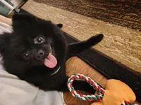 Buddy, a male Pomeranian for sale in Archer, FL – Photo 2 of 3