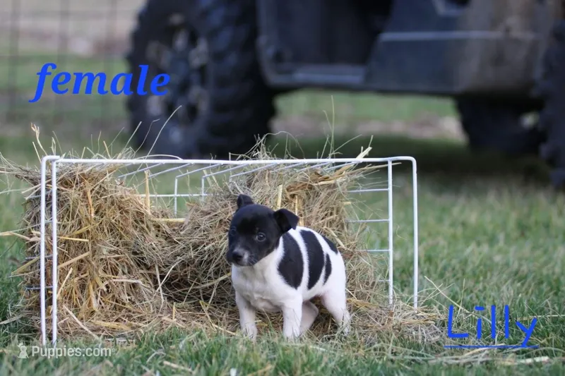 Lilly – Fox Terrier, Jack Russell Terrier puppy for sale in Memphis, MO