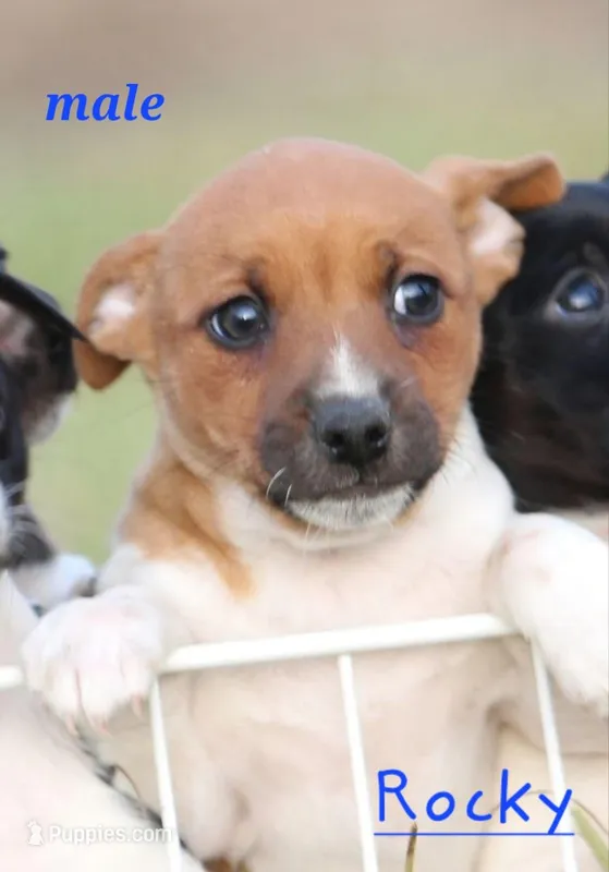 Rocky – Fox Terrier, Jack Russell Terrier puppy for sale in Memphis, MO