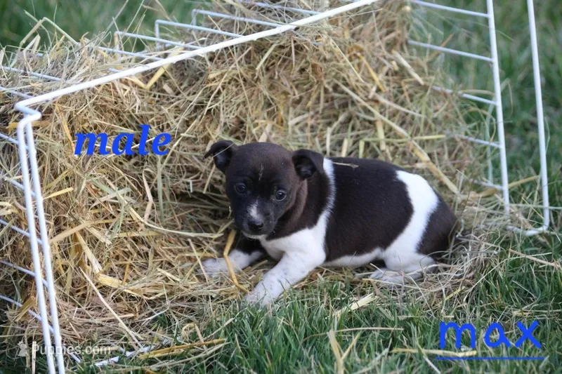 Max – Fox Terrier, Jack Russell Terrier puppy for sale in Memphis, MO