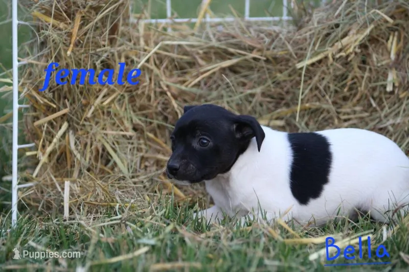 Bella – Fox Terrier, Jack Russell Terrier puppy for sale in Memphis, MO