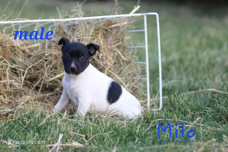 Milo – Fox Terrier, Jack Russell Terrier puppy for sale in Memphis, MO