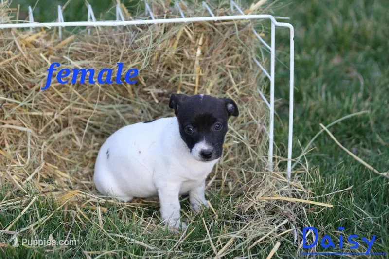 Daisy – Fox Terrier, Jack Russell Terrier puppy for sale in Memphis, MO