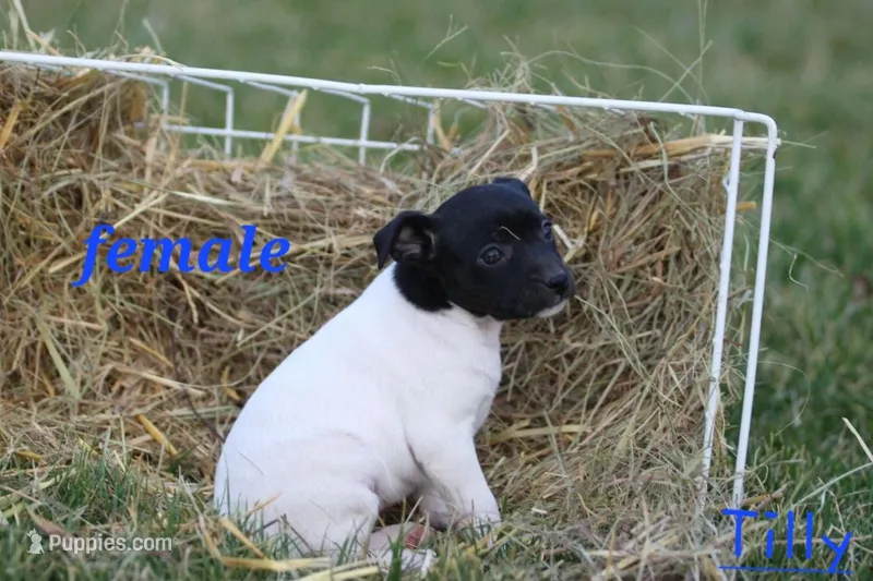 Tilly – Fox Terrier, Jack Russell Terrier puppy for sale in Memphis, MO