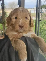 Latte, a female Miniature Bernedoodle and Miniature Goldendoodle for sale in Mc Louth, KS – Photo 3 of 3