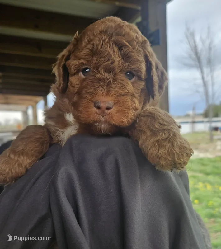 Ginger – Miniature Bernedoodle, Miniature Goldendoodle puppy for sale in Mc Louth, KS