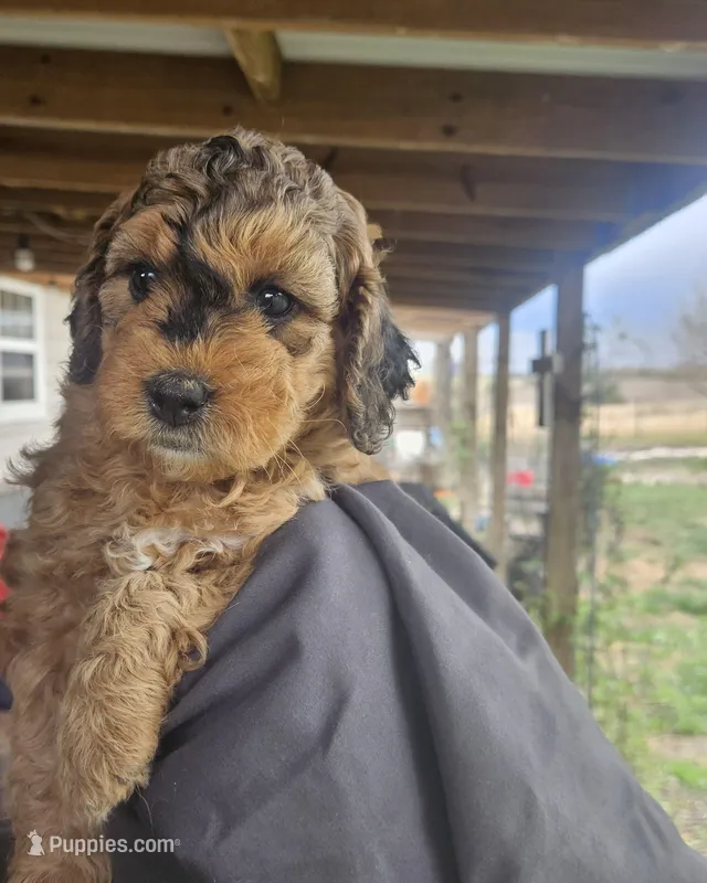 Snickers – Miniature Bernedoodle puppy for sale in Mc Louth, KS