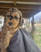 Snickers, a female Miniature Bernedoodle for sale in Mc Louth, KS – Photo 1 of 3
