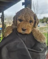 Sprinkles, a female Miniature Bernedoodle and Miniature Goldendoodle for sale in Mc Louth, KS – Photo 2 of 3