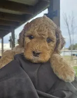 Sprinkles, a female Miniature Bernedoodle and Miniature Goldendoodle for sale in Mc Louth, KS – Photo 1 of 3