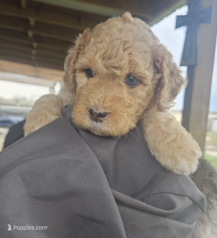 Sprinkles – Miniature Bernedoodle, Miniature Goldendoodle puppy for sale in Mc Louth, KS
