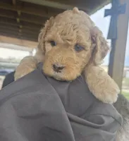 Sprinkles, a female Miniature Bernedoodle and Miniature Goldendoodle for sale in Mc Louth, KS – Photo 3 of 3
