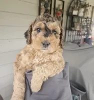 Snickers, a female Miniature Bernedoodle for sale in Mc Louth, KS – Photo 3 of 3