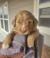 Latte, a female Miniature Bernedoodle and Miniature Goldendoodle for sale in Mc Louth, KS – Photo 2 of 2
