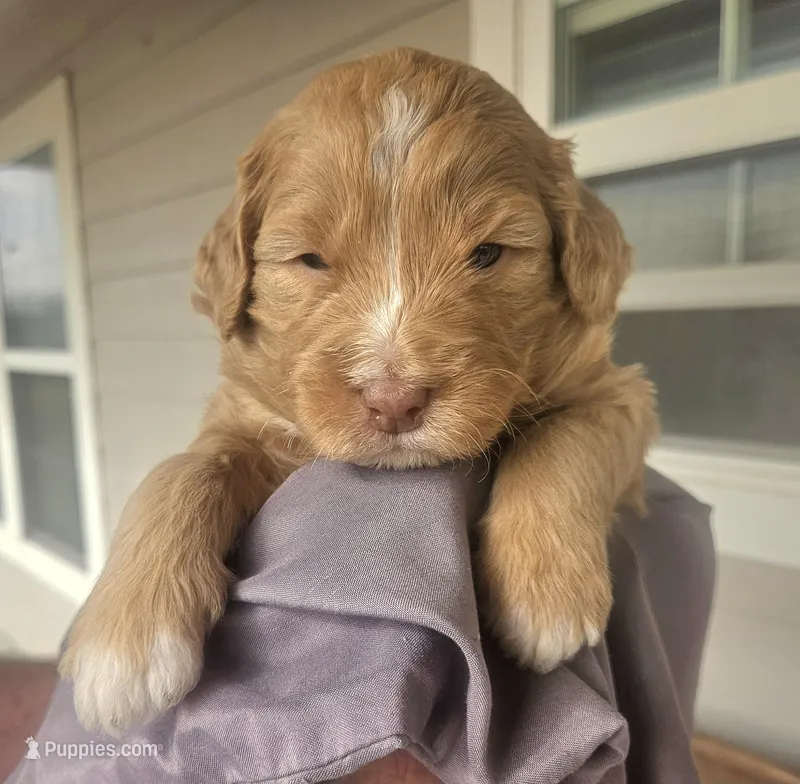Latte – Miniature Bernedoodle, Miniature Goldendoodle puppy for sale in Mc Louth, KS