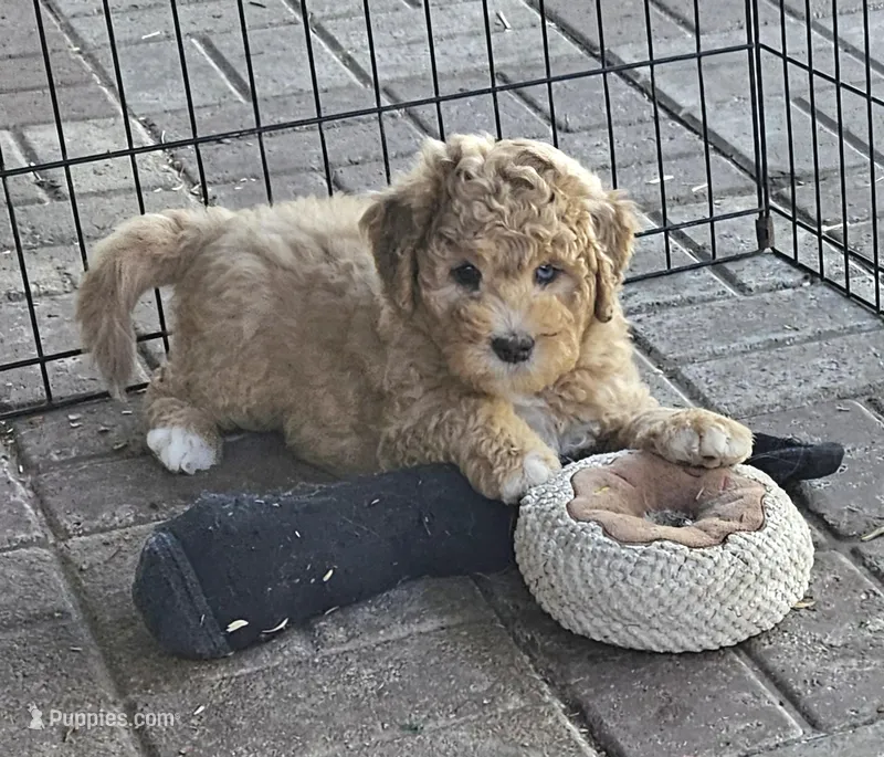 Sprinkles – Miniature Bernedoodle, Miniature Goldendoodle puppy for sale in Mc Louth, KS