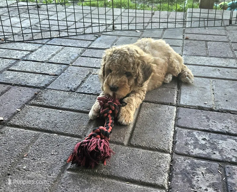 Sprinkles – Miniature Bernedoodle, Miniature Goldendoodle puppy for sale in Mc Louth, KS