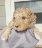 Sprinkles, a female Miniature Bernedoodle and Miniature Goldendoodle for sale in Mc Louth, KS – Photo 2 of 2