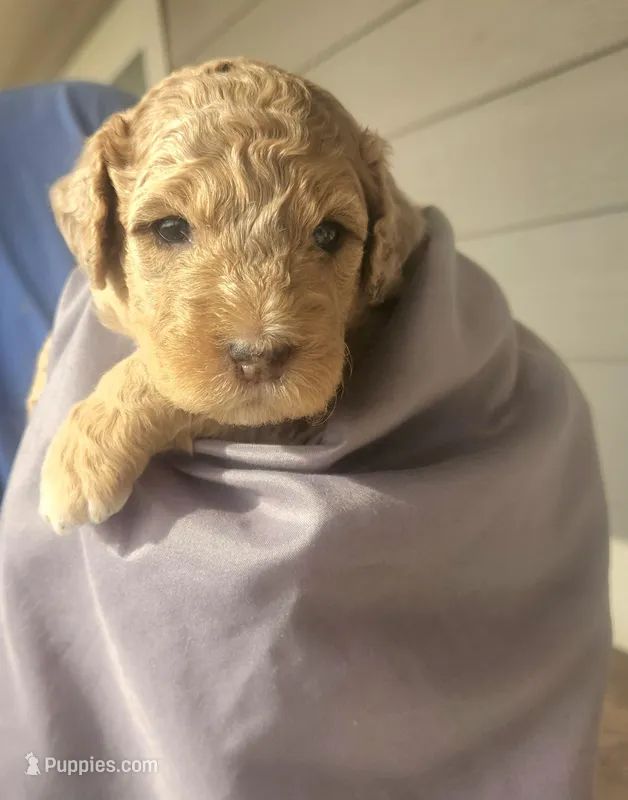 Sprinkles – Miniature Bernedoodle, Miniature Goldendoodle puppy for sale in Mc Louth, KS