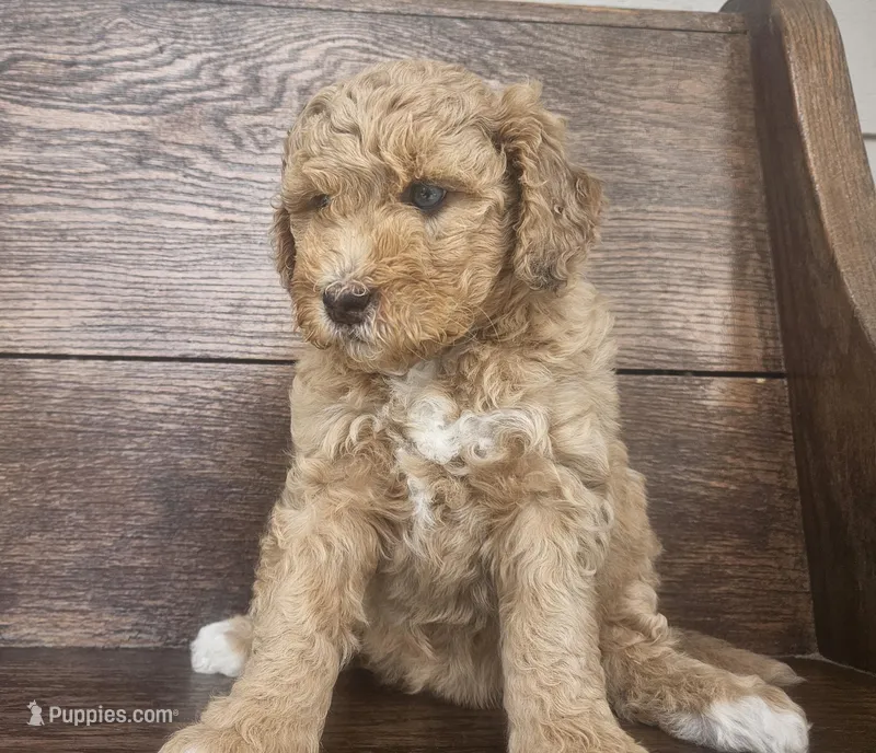 Sprinkles – Miniature Bernedoodle, Miniature Goldendoodle puppy for sale in Mc Louth, KS